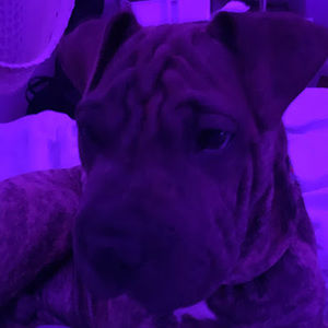 Meet your Posher, Alana